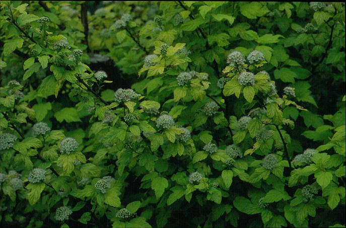 Physocarpus opulifolius 'Dart's Gold'