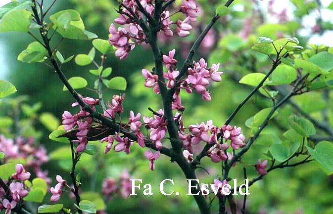 Cercis siliquastrum