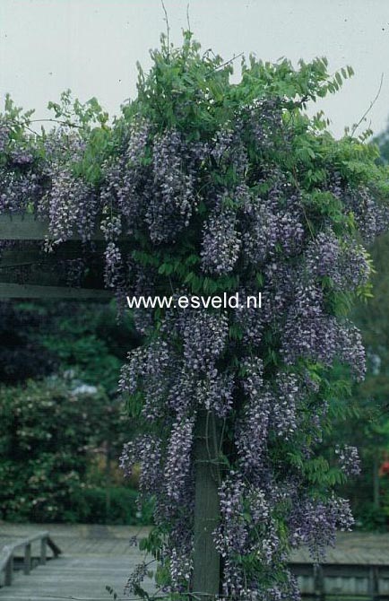 Wisteria formosa 'Issai'