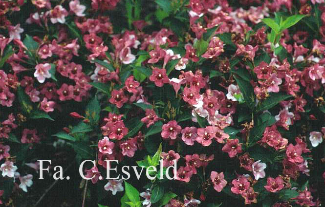 Weigela 'Boskoop Glory'