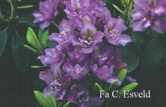 Rhododendron 'Fastuosum Plenum'