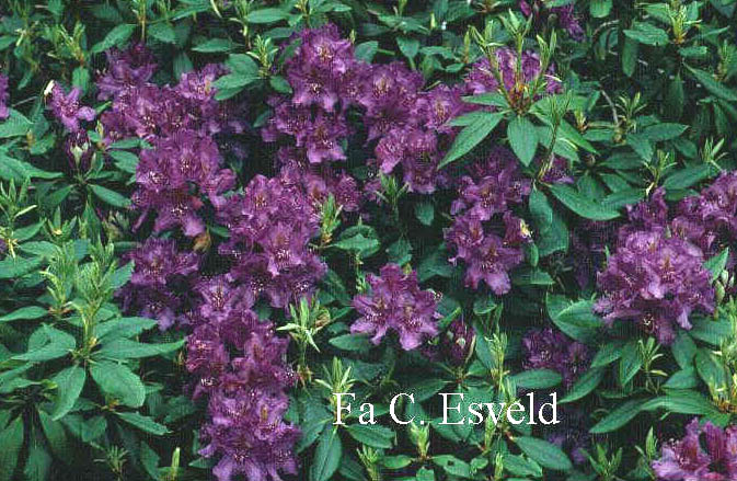 Rhododendron 'Lee's Dark Purple'