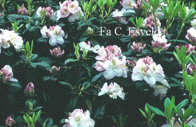 Rhododendron 'Gomer Waterer'