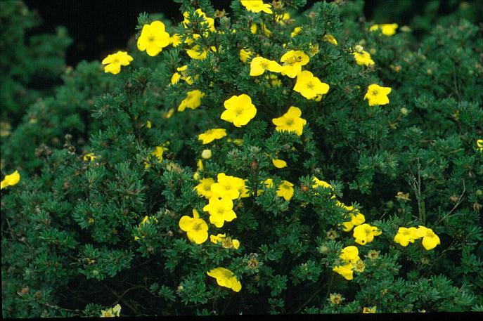 Potentilla fruticosa 'Kobold'