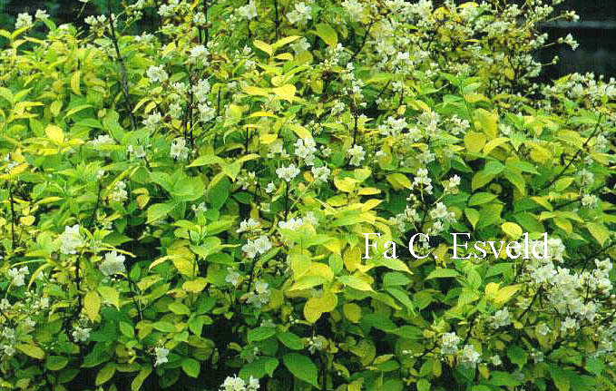 Philadelphus coronarius 'Aureus'