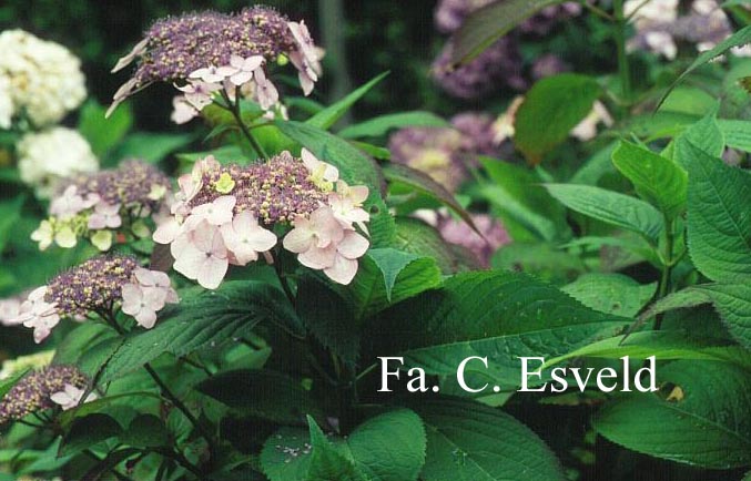 Hydrangea macrophylla 'Dart's Songbird'