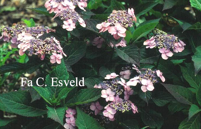 Hydrangea serrata 'Maiko'