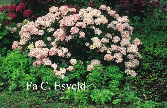 Hydrangea serrata 'Preziosa'