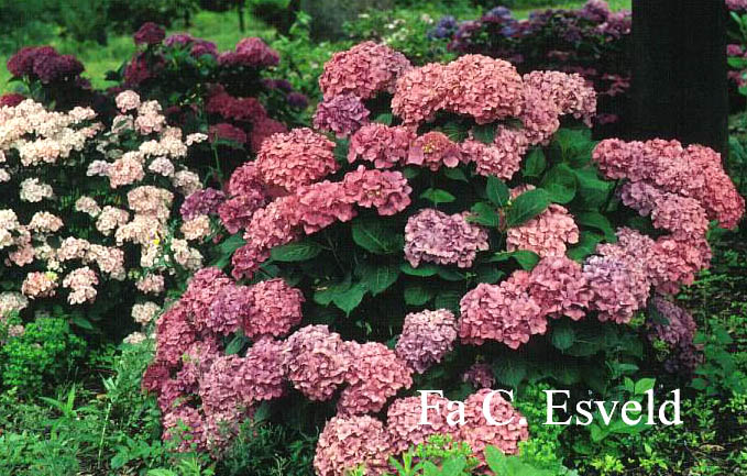 Hydrangea macrophylla 'Gerda Steiniger'