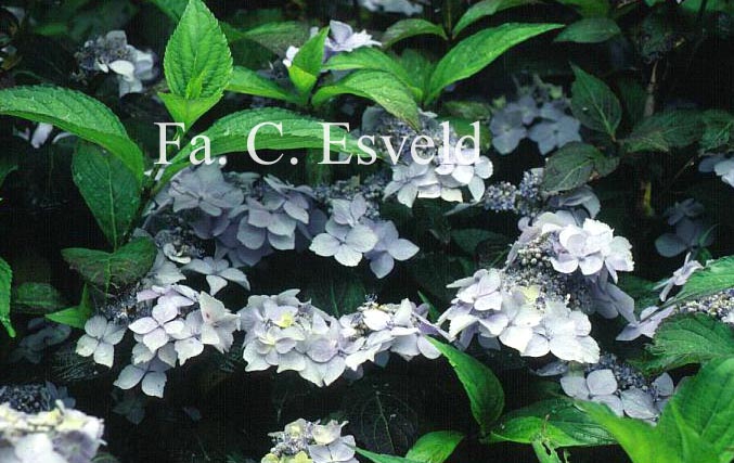 Hydrangea serrata 'Spreading Beauty'