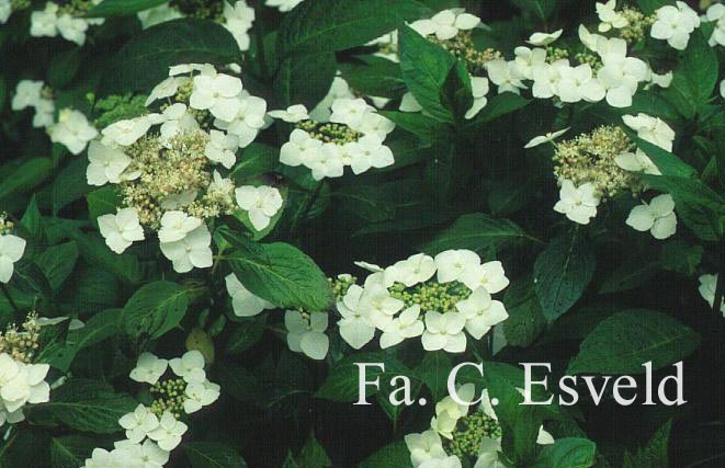 Hydrangea serrata 'Shiro gaku'