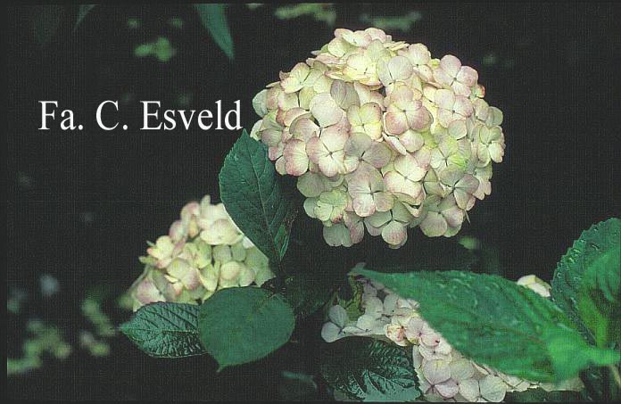 Hydrangea serrata 'Preziosa'