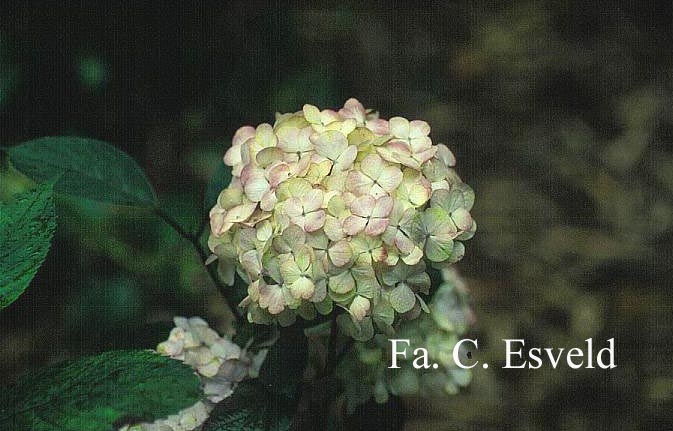 Hydrangea serrata 'Preziosa'