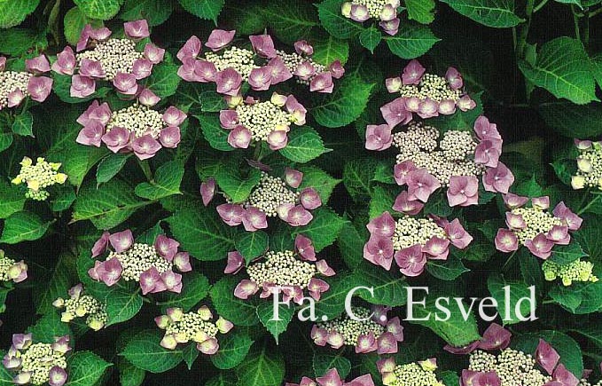 Hydrangea macrophylla 'Blaumeise' (syn.'Blue Sky')