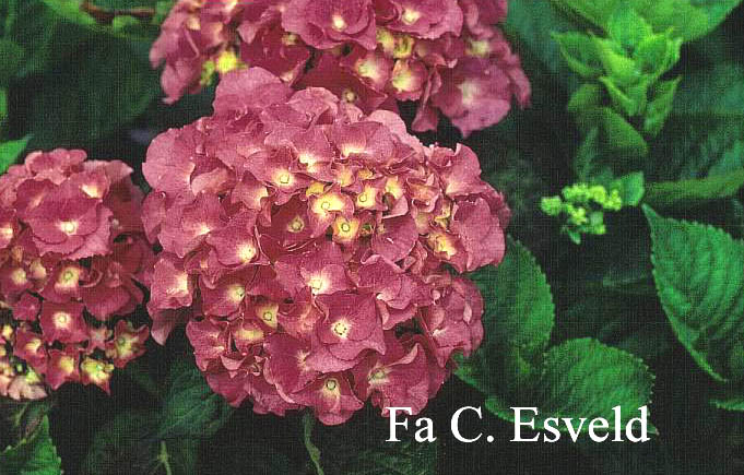 Hydrangea macrophylla 'Heinrich Seidel'