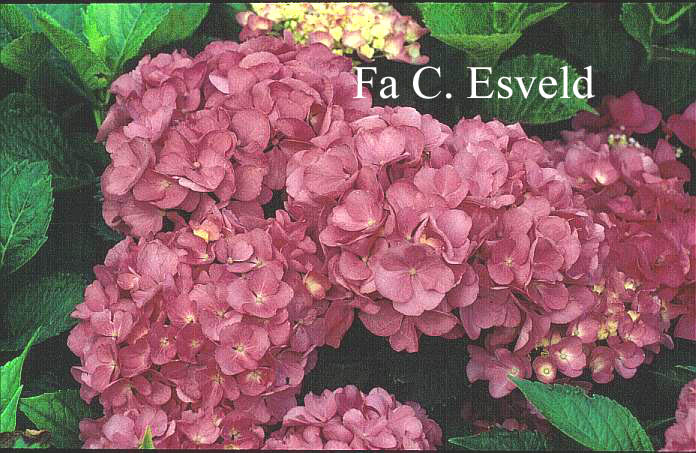 Hydrangea macrophylla 'Freudenstein'