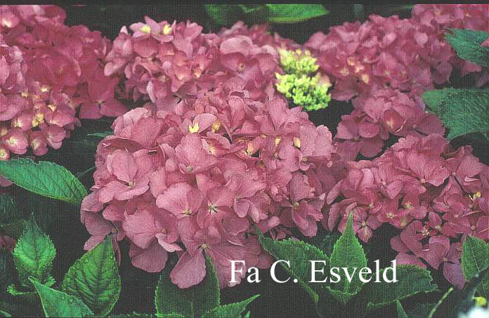 Hydrangea macrophylla 'Freudenstein'