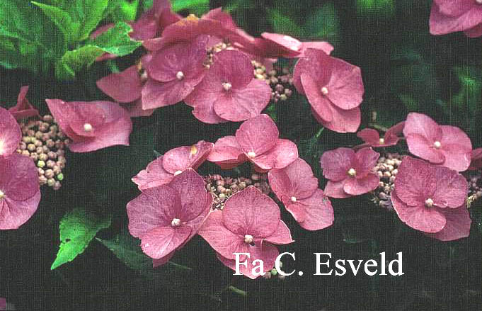 Hydrangea macrophylla 'Rotkehlchen'