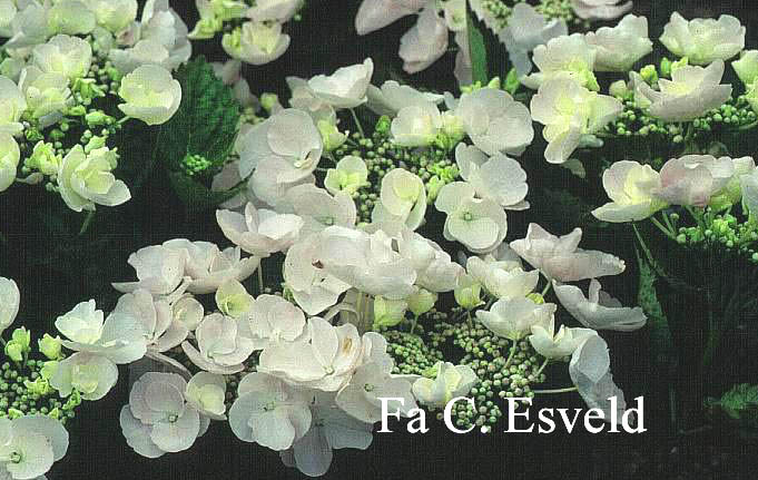 Hydrangea macrophylla 'Hobella' (HOVARIA)