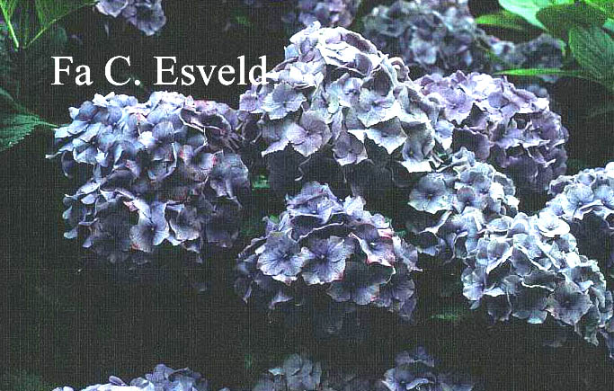 Hydrangea macrophylla 'Altona'