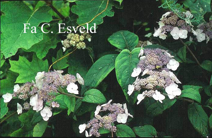 Hydrangea villosa 'Mauvette'