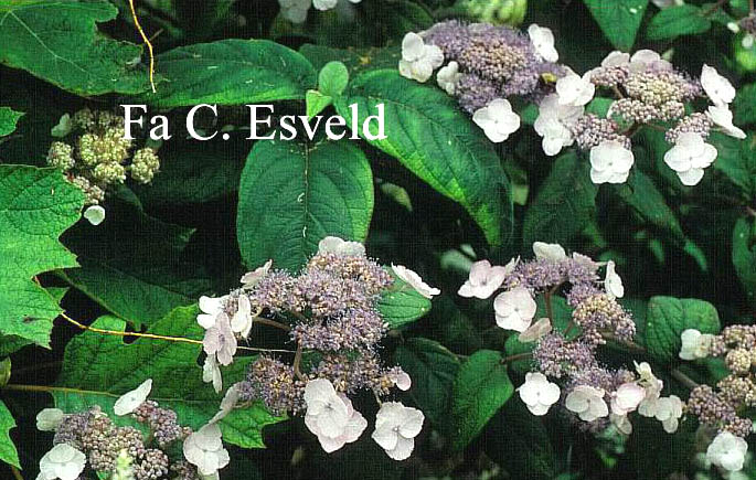 Hydrangea villosa 'Mauvette'