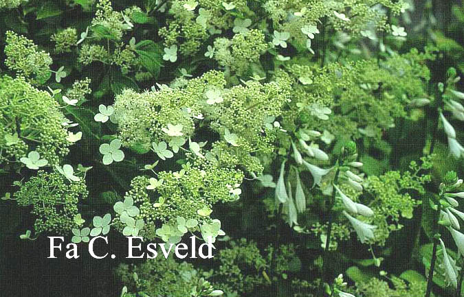 Hydrangea paniculata 'White Lace'