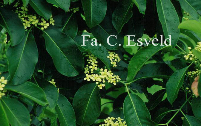 Euonymus grandiflorus