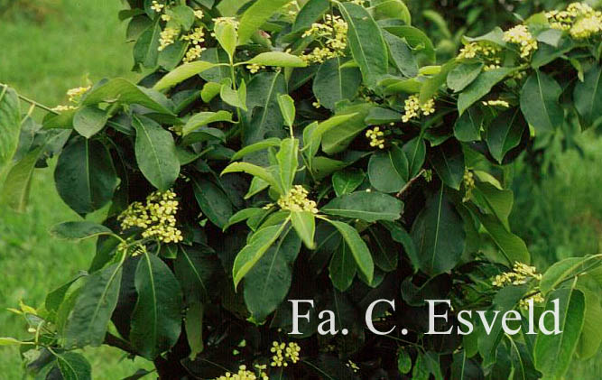 Euonymus grandiflorus