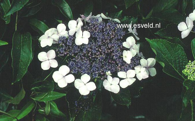 Hydrangea macrophylla 'Hatsu shime'