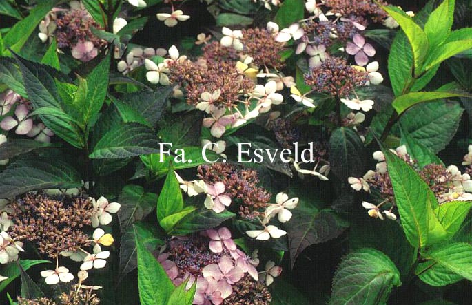 Hydrangea serrata 'Isusai jaku'