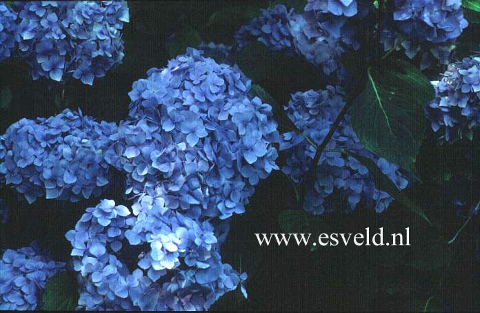 Hydrangea macrophylla 'Blue Bonnet'