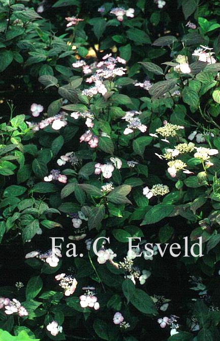 Hydrangea serrata oamacha