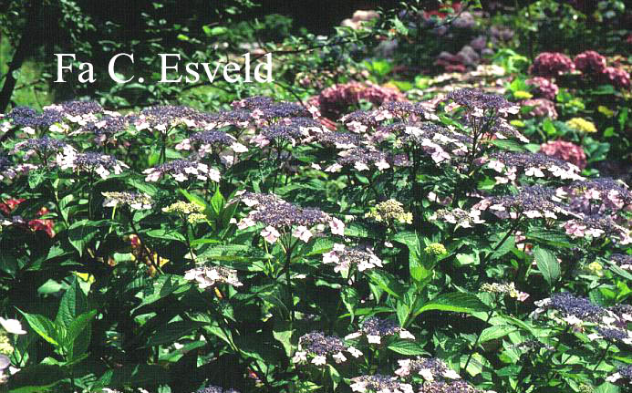 Hydrangea macrophylla 'Mariesii Lilacina'