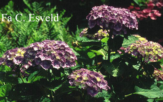 Hydrangea macrophylla 'Benelux'