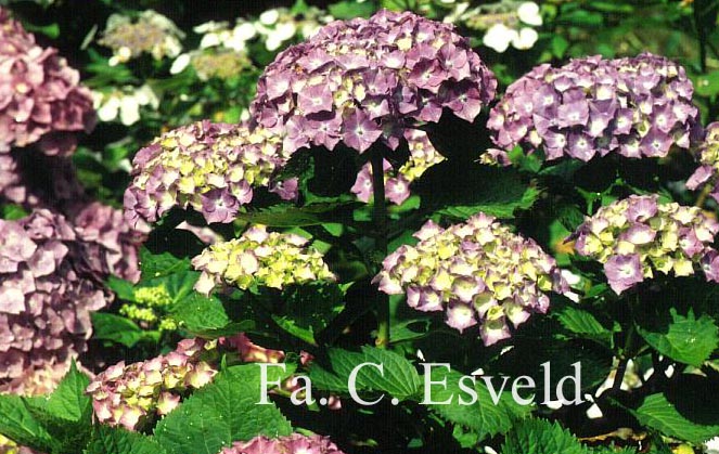 Hydrangea macrophylla 'Benelux'