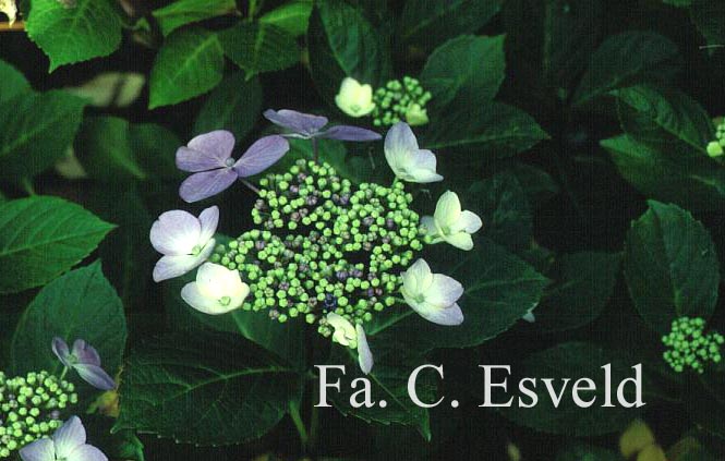 Hydrangea macrophylla 'Mariesii Perfecta'