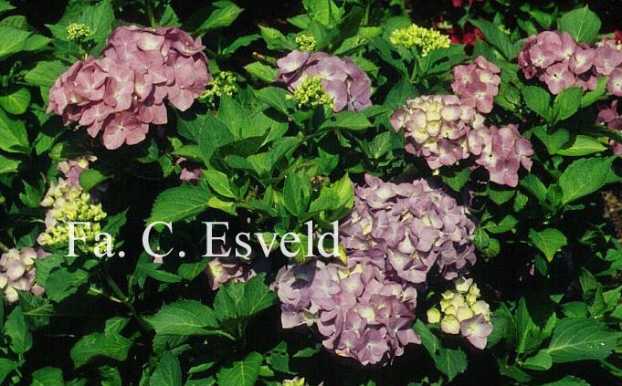 Hydrangea macrophylla 'Lemmenhof'