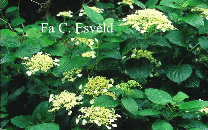 Hydrangea arborescens