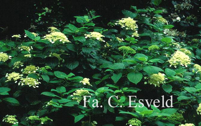 Hydrangea arborescens