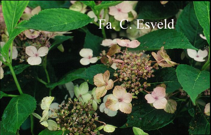 Hydrangea serrata 'Forget Me Not'