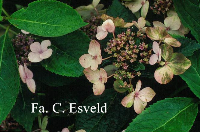 Hydrangea serrata 'Forget Me Not'