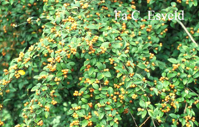 Cotoneaster franchetii