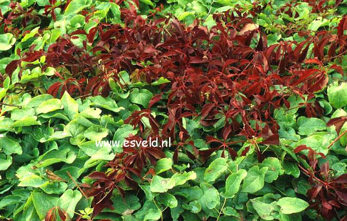 Parthenocissus quinquefolia var. engelmannii