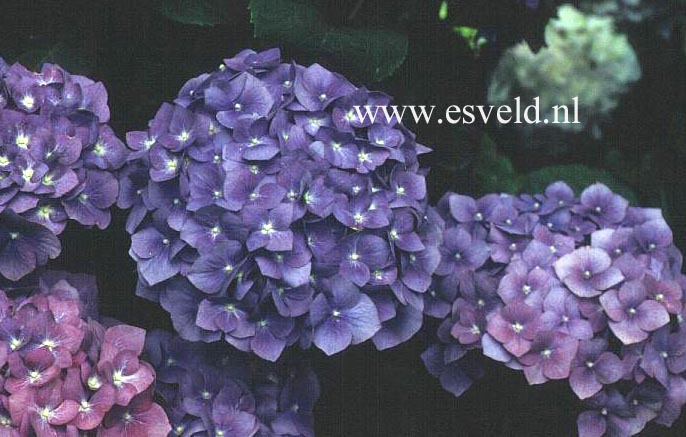 Hydrangea macrophylla 'Enziandom'