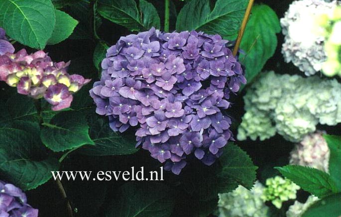 Hydrangea macrophylla 'Enziandom'