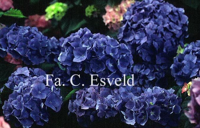 Hydrangea macrophylla 'Renate Steiniger'