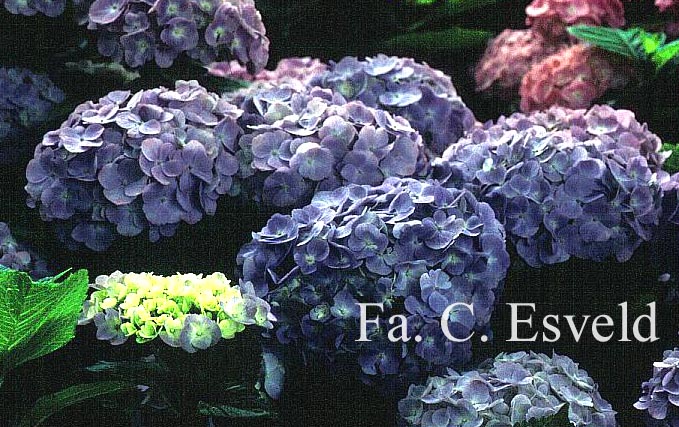 Hydrangea macrophylla 'Bodensee'