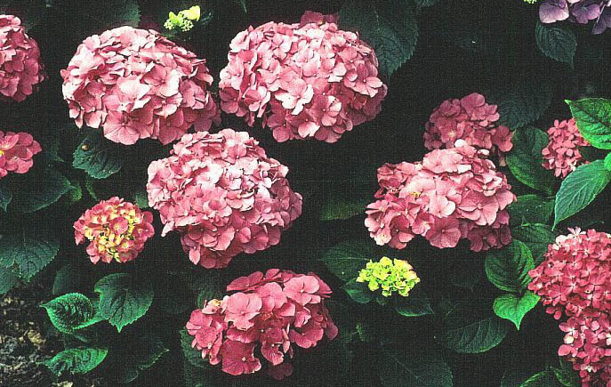 Hydrangea macrophylla 'Rosita'