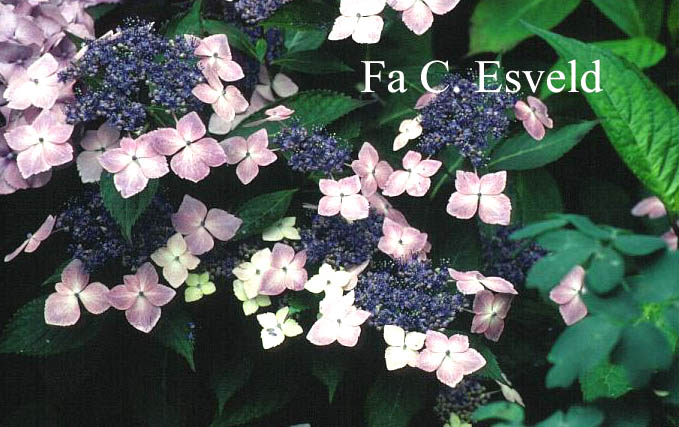 Hydrangea macrophylla 'Mariesii Lilacina'